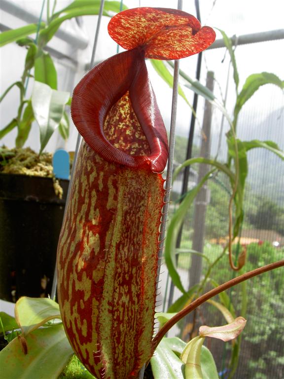 Nepenthes x Rokko 2